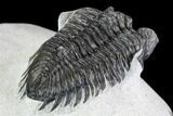 Coltraneia Trilobite Fossil - Huge Faceted Eyes #108491-5